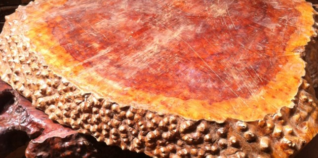 Dân đua nhau vào rừng đào gốc xá xị | baotintuc.vn