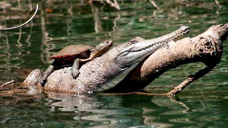 Nile cá sấu con cá sấu - Hình Ảnh Cá Sấu png tải về - Miễn phí trong suốt  Loài Bò Sát png Tải về.