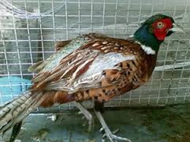 Làm giàu từ nuôi chim trĩ đỏ ở Tây Nguyên | baotintuc.vn