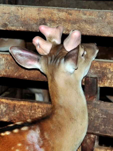 The strangest deer in the world, growing 3 horns and having the biggest ...