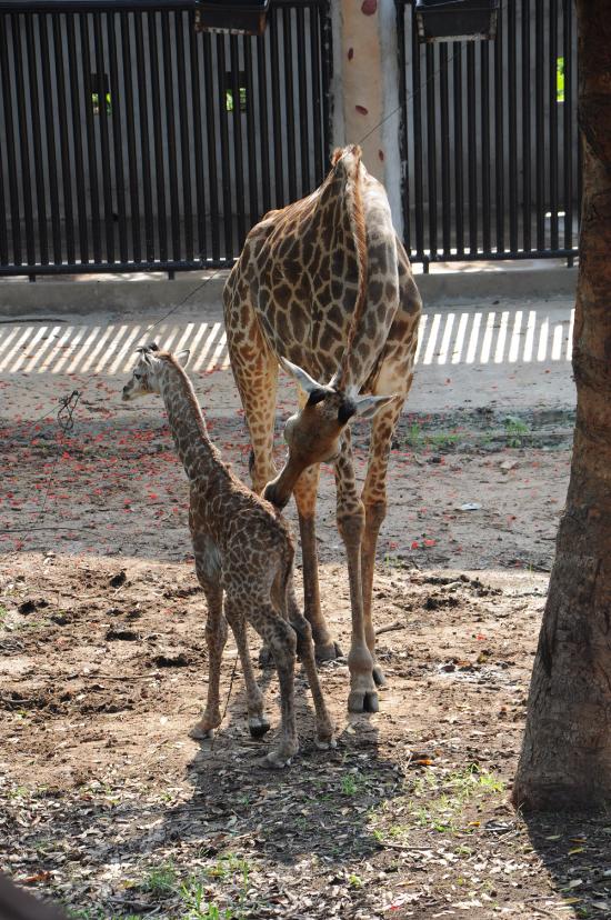 FLC Zoo Safari Park Quy Nhơn  Công Viên Động Vật Chuẩn Mô Hình Safari