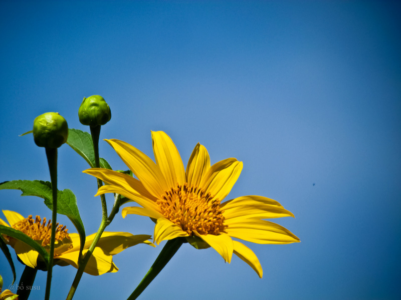 Hoa dã quỳ Đà Lạt được biết đến là vật phẩm quý của vùng đất cao nguyên này. Từng bông hoa với màu vàng rực rỡ, tượng trưng cho sự tươi vui và hạnh phúc. Hãy cùng chúng tôi khám phá những danh lam thắng cảnh tuyệt đẹp này.