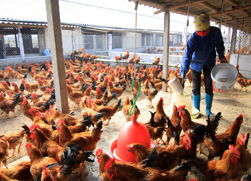 Ngành chăn nuôi gà đối mặt khủng hoảng thừa | baotintuc.vn