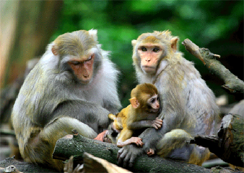 Đảo Khỉ - Khám phá đảo Khỉ với những chú khỉ tinh nghịch, đáng yêu và thông minh. Xem chúng tạo dáng, nhảy múa, tinh quái khiến bạn không thể không cười. Hành trình tìm hiểu về cách sống sinh tồn của đàn khỉ sẽ khiến bạn trân trọng hơn cuộc sống của mình.