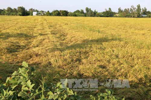 Dịch vụ thu gom rơm, rạ lãi hơn 2 triệu đồng/ngày | baotintuc.vn