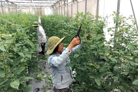 Syntropic AgroForestry Mô hình Nông  Lâm kết hợp với thuyết thuận theo tự  nhiên  Sở Khoa học và Công nghệ Thành phố Hồ Chí Minh