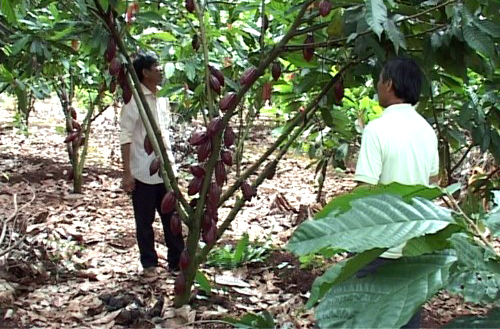 Lâm Đồng Thành công trong mô hình trồng ca cao dưới tán điều