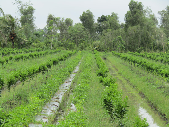 Mô hình trồng cam  nuôi ong ở huyện miền núi biên giới Vũ Quang