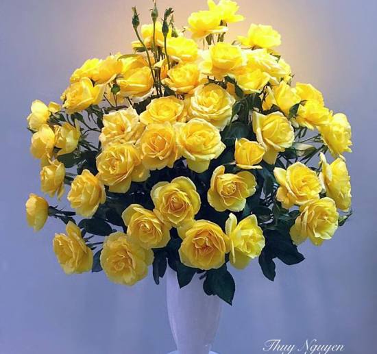 Cùng cắm hoa hồng đẹp đón Xuân Đinh Dậu | baotintuc.vn