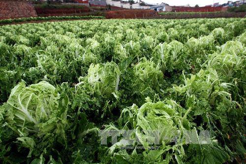 Va chạm vì thả trâu vào vườn rau, đánh nhau chết người | baotintuc.vn