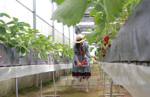 Thành công Mỗi làng một sản phẩm đã đưa nông nghiệp Nhật Bản lên tầm mới   LIÊN HIỆP HỢP TÁC XÃ OCOP VIỆT NAM