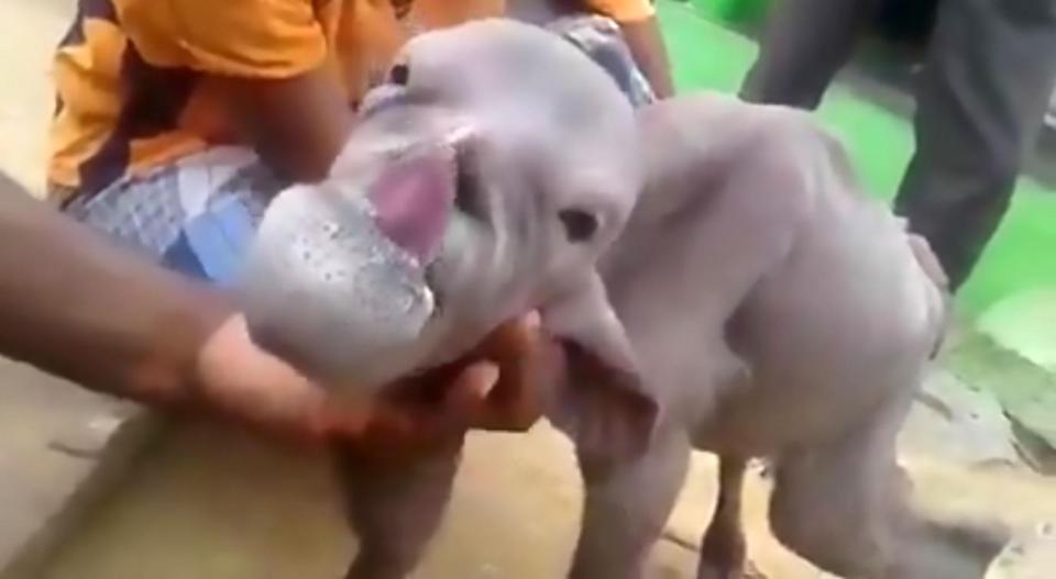 Dê 'mặt người' khiến cả dân làng Ấn Độ kinh hãi | baotintuc.vn
