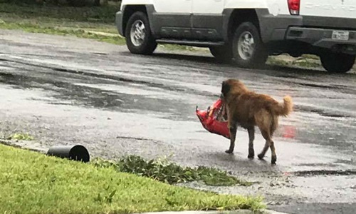 Chú chó Texas 'biết trước' siêu bão Harvey, lo sẵn lương thực? | baotintuc.vn