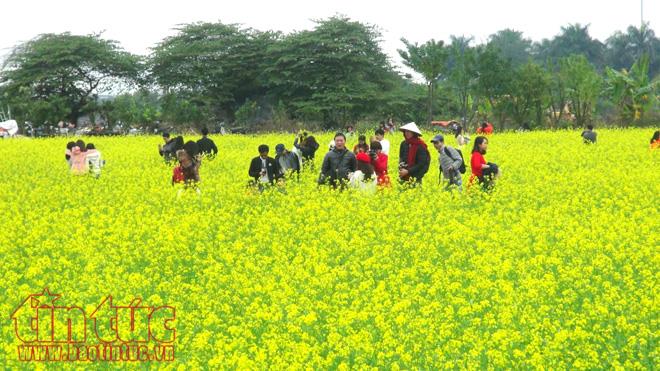 Nếu bạn đang tìm kiếm một hình ảnh đẹp về Cúc họa mi, hãy nhớ đến Thuận Thành - Bắc Ninh. Đây là nơi có được những bức tranh tuyệt đẹp về loài hoa này.