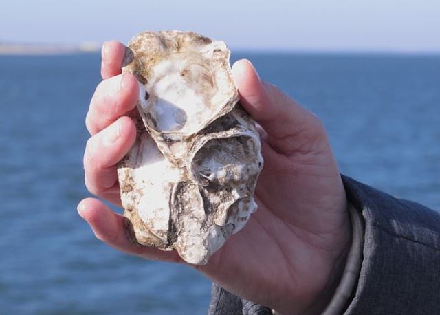 Nghiên cứu mới: Nuôi hàu giúp giảm CO₂, cung cấp nguồn thực phẩm bền vững