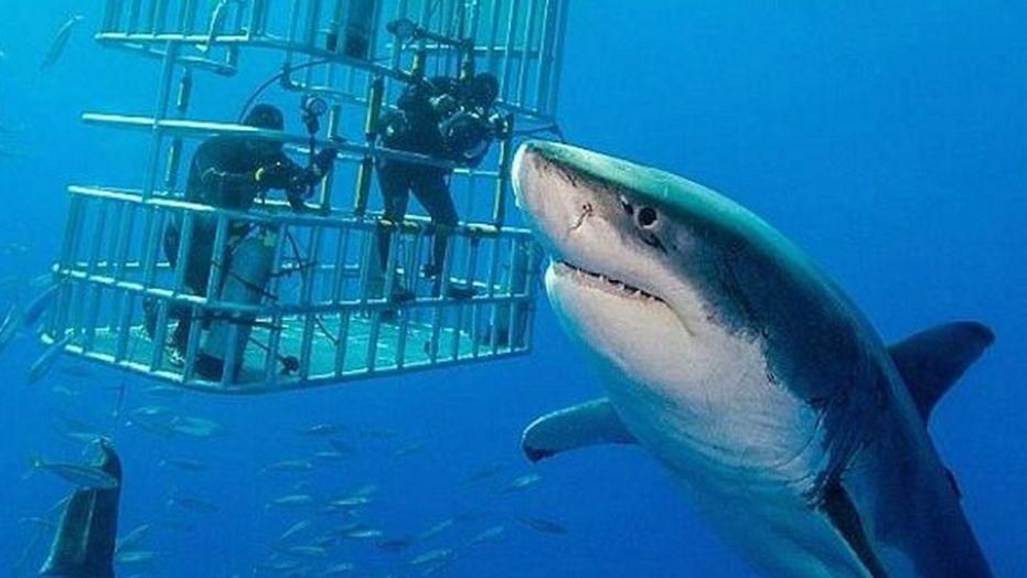 Xác nhận lý do thực sự khiến cá mập trắng cắn người  baotintucvn