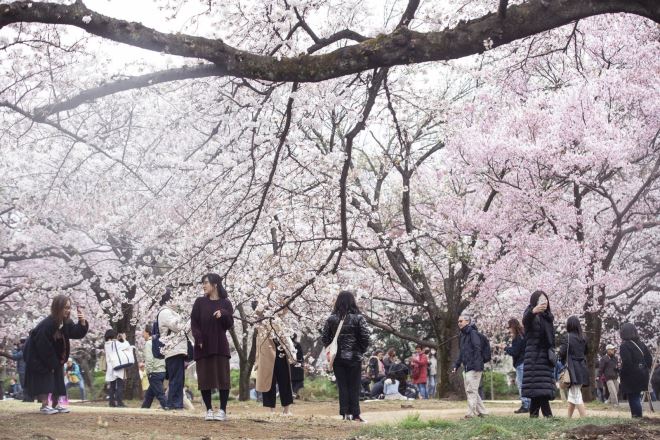 Hoa anh đào Nhật Bản là một trong những biểu tượng đẹp nhất của đất nước này. Xem hình ảnh để thấy rõ sự tinh tế và sự thần thái của những hàng cây anh đào với những khoảnh khắc đẹp như tranh vẽ.