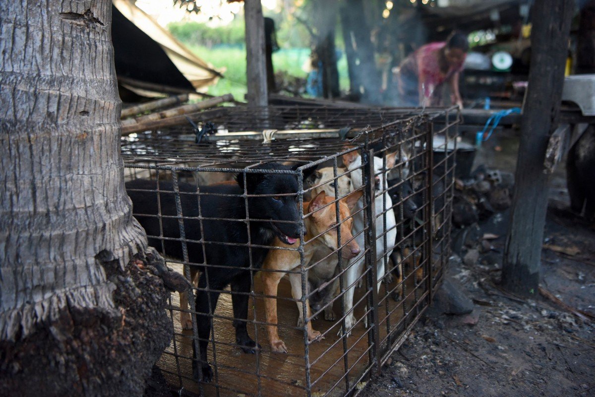 Bệnh dại và việc buôn bán thịt chó là những vấn đề cần chú trọng để bảo vệ sức khỏe cộng đồng và ngăn chặn tình trạng bất lợi từ phía động vật. Hãy xem hình ảnh để hiểu rõ hơn về tình hình bệnh dại và buôn bán thịt chó ở Campuchia.