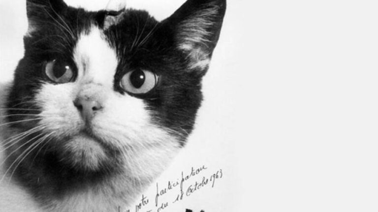 Chuyện Chú Mèo Hoang Ở Paris Trở Thành 'Phi Hành Gia' Bay Vào Vũ Trụ |  Baotintuc.Vn
