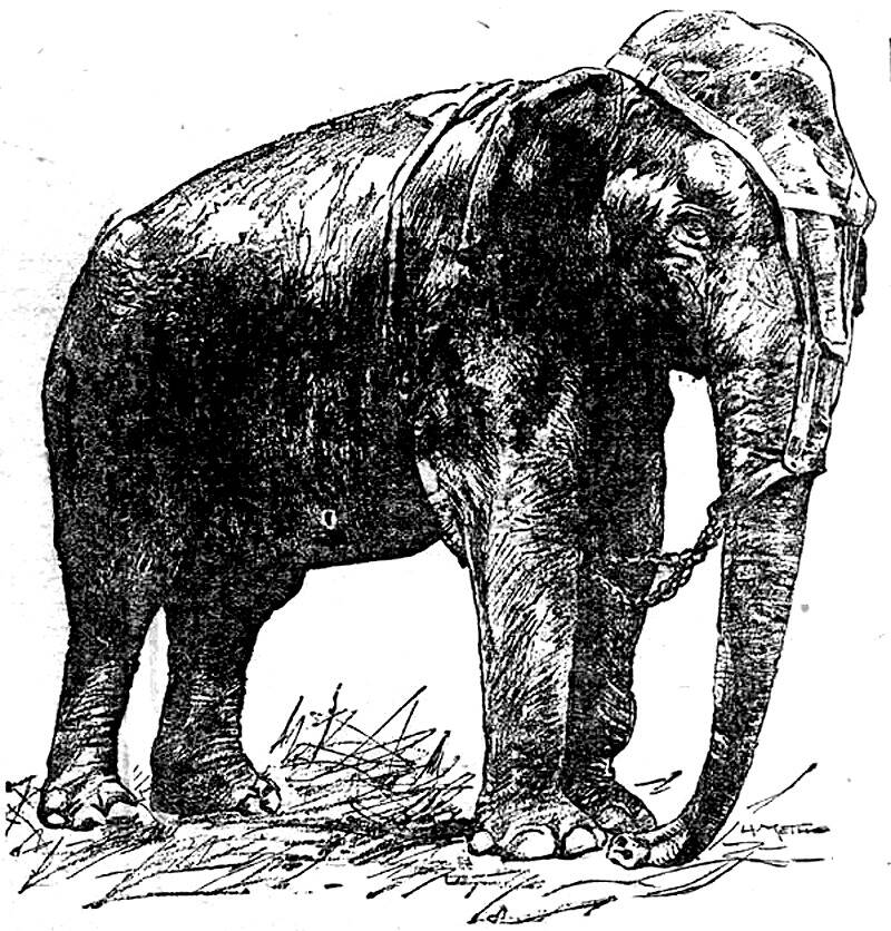 Câu chuyện chú voi bị xử tử bằng dòng điện 6.000 volt - Ảnh 4.