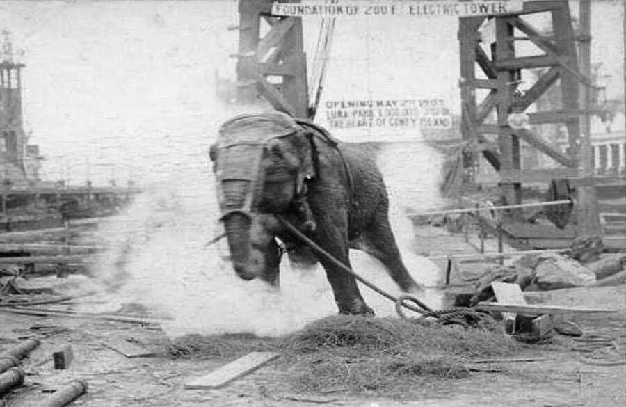 Câu chuyện chú voi bị xử tử bằng dòng điện 6.000 volt - Ảnh 1.