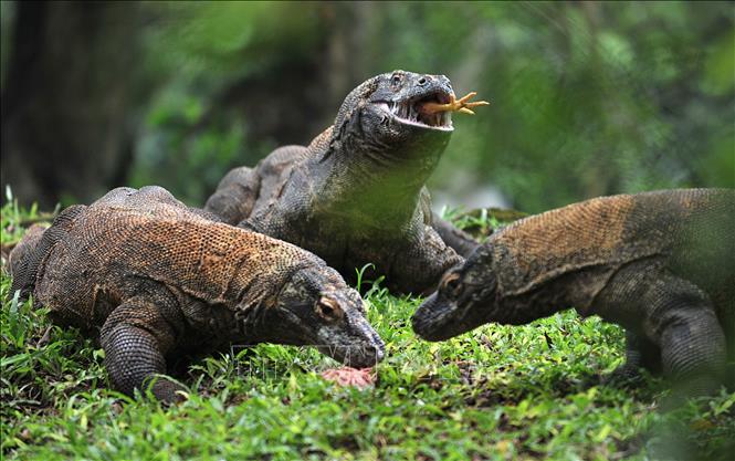 Rồng Komodo - Hãy khám phá bí ẩn của Rồng Komodo - loài thú lớn nhất thế giới chỉ có ở Indonesia, với kích thước lớn và sức mạnh đáng kinh ngạc. Xem hình ảnh Rồng Komodo để thấy cách chúng phát triển và sinh sống trong môi trường thiên nhiên hoang dã.