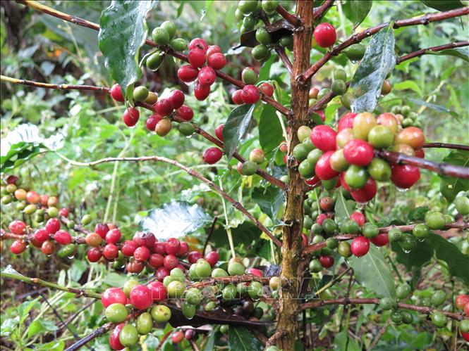 Tin Kinh tế: Để thương hiệu cà phê xứ lạnh Kon Tum vươn xa