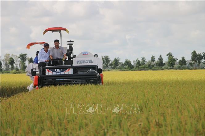 Hướng tới nông nghiệp xanh chuyển sang mô hình lúa gạo carbon thấp  Tạp  chí Tài chính