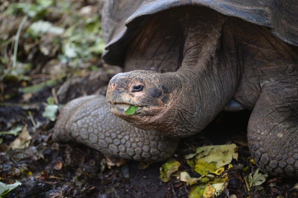 Phát hiện loài rùa khổng lồ mới trên quần đảo Galapagos - Ảnh 1.