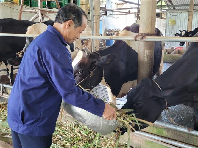Cựu chiến binh Bùi Văn Bốn làm giàu từ chăn nuôi bò