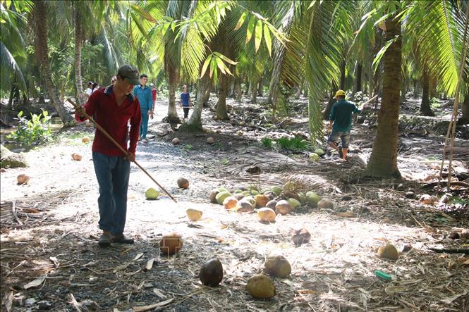 Mô hình trồng dừa xiêm xanh đạt hiệu quả kinh tế của Anh Nguyễn Đức Tín cư  ngụ ấp Thạnh Hựu xã Tam Phước  Ủy ban mặt trận Tổ Quốc Việt