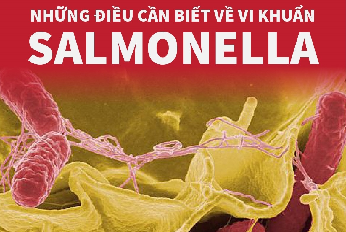 Những điều cần biết về vi khuẩn Salmonella baotintuc.vn