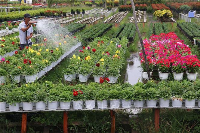 Lần đầu tiên tổ chức Festival hoa, kiểng Sa Đéc với chủ đề 'Tình đất - Tình hoa' | baotintuc.vn