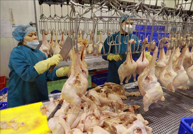 Chế biến thịt gà tại cơ sở chế biến thịt gia cầm Lan Vinh ở xã Yên Thường, huyện Gia Lâm, Hà Nội. Ảnh tư liệu: Vũ Sinh/TTXVN