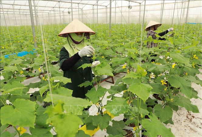 Hợp tác xã rau sạch Yên Dũng ở xã Tiến Dũng, huyện Yên Dung, tỉnh Bắc Giang có diện tích hơn 60 ha trồng các loại rau ăn lá, mỗi tháng cung cấp khoảng 200 tấn sản phẩm phục vụ thị trường trong và ngoài tỉnh. Ảnh: Vũ Sinh/TTXVN