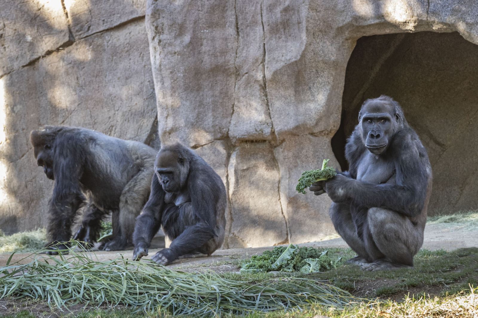 8 con khỉ tại vườn thú ở San Diego dương tính với SARS-CoV-2 ...