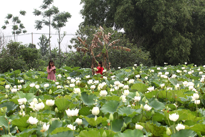 Đầm sen trắng nổi tiếng tại Hà Nội sở hữu một vẻ đẹp dịu dàng, nên thơ và được coi là một trong những biểu tượng của thủ đô. Hãy đến đây để tha hồ chụp ảnh và thử cảm giác đặt chân trên một thế giới hoa mộng mơ.