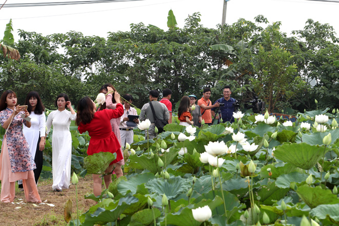 Đầm sen trắng bung nở hút hồn người yêu hoa ở ngoại thành Hà Nội ...