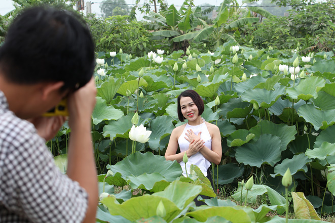 Đầm sen trắng bung nở hút hồn người yêu hoa ở ngoại thành Hà Nội ...