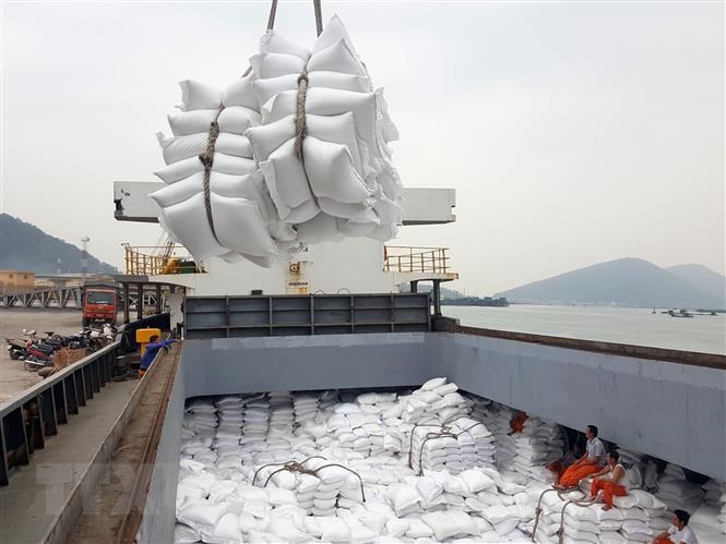 Tín hiệu tích cực từ thị trường xuất khẩu gạo | baotintuc.vn