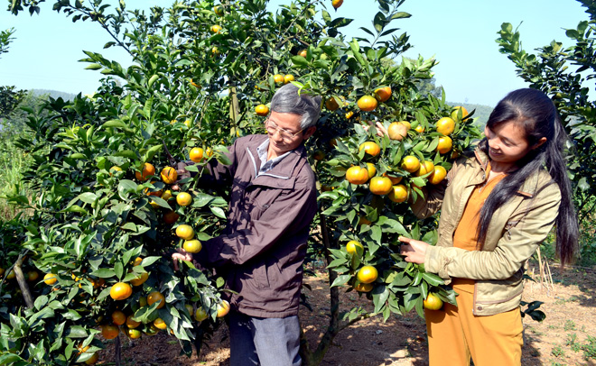 Làm giàu từ trồng cây ăn quả  Đài Phát thanh  Truyền hình Lào Cai