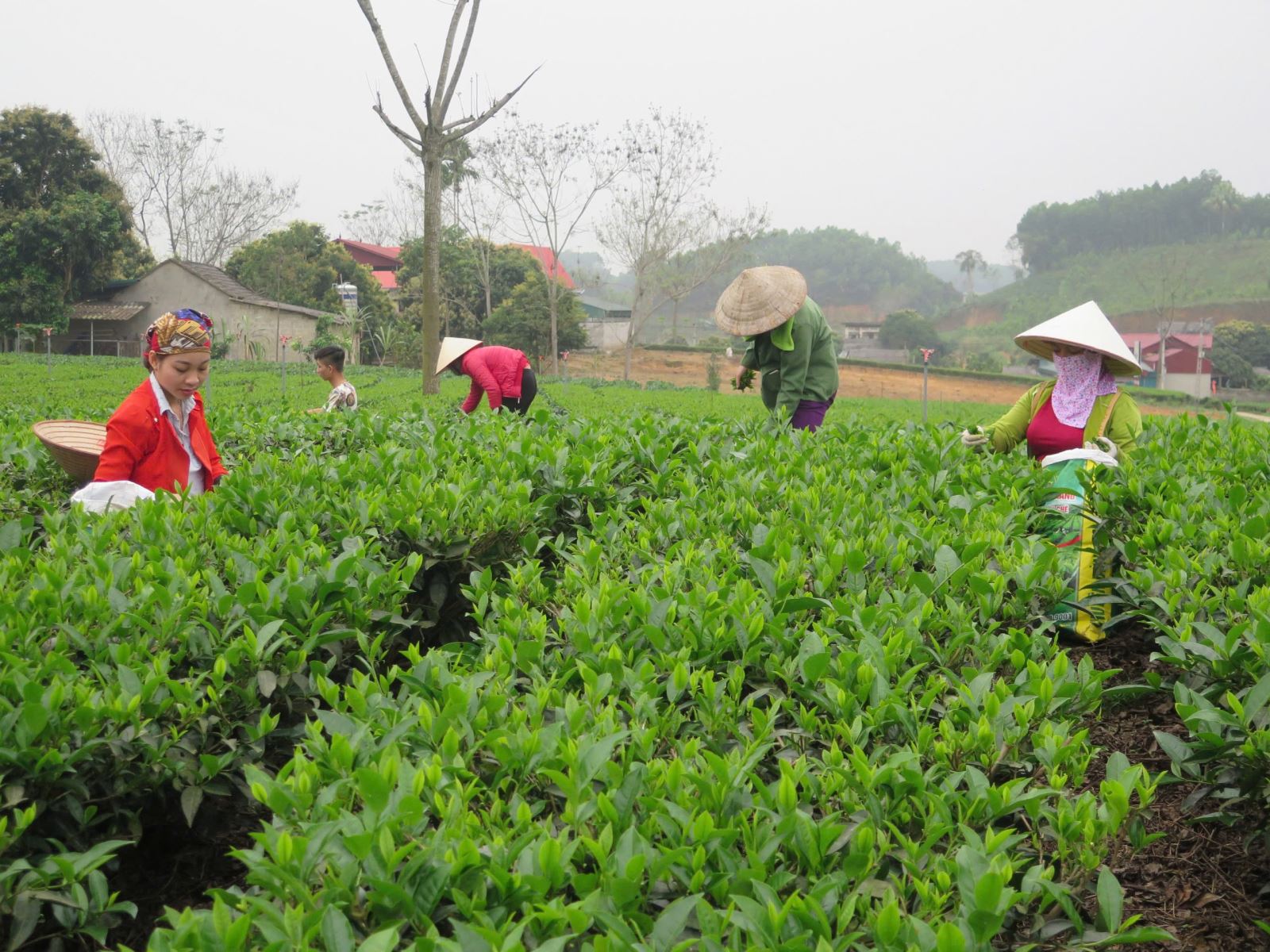 Chú thích ảnh