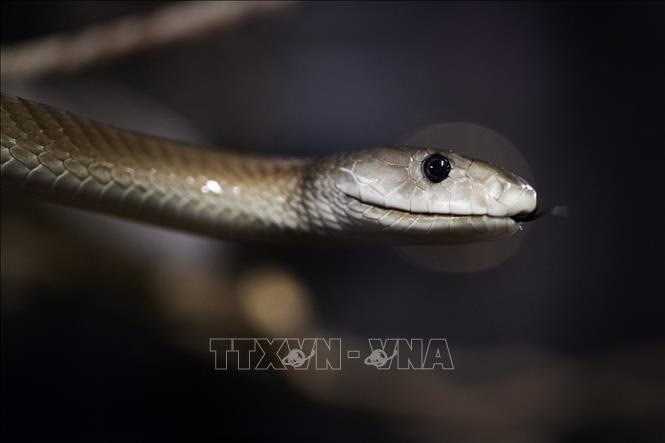 Rắn độc luôn là một chủ đề đáng sợ, nhưng không phải tất cả các loài rắn đều độc! Hãy truy cập để xem hình ảnh một con rắn độc sẽ giúp bạn hiểu rõ hơn về giới động vật này.