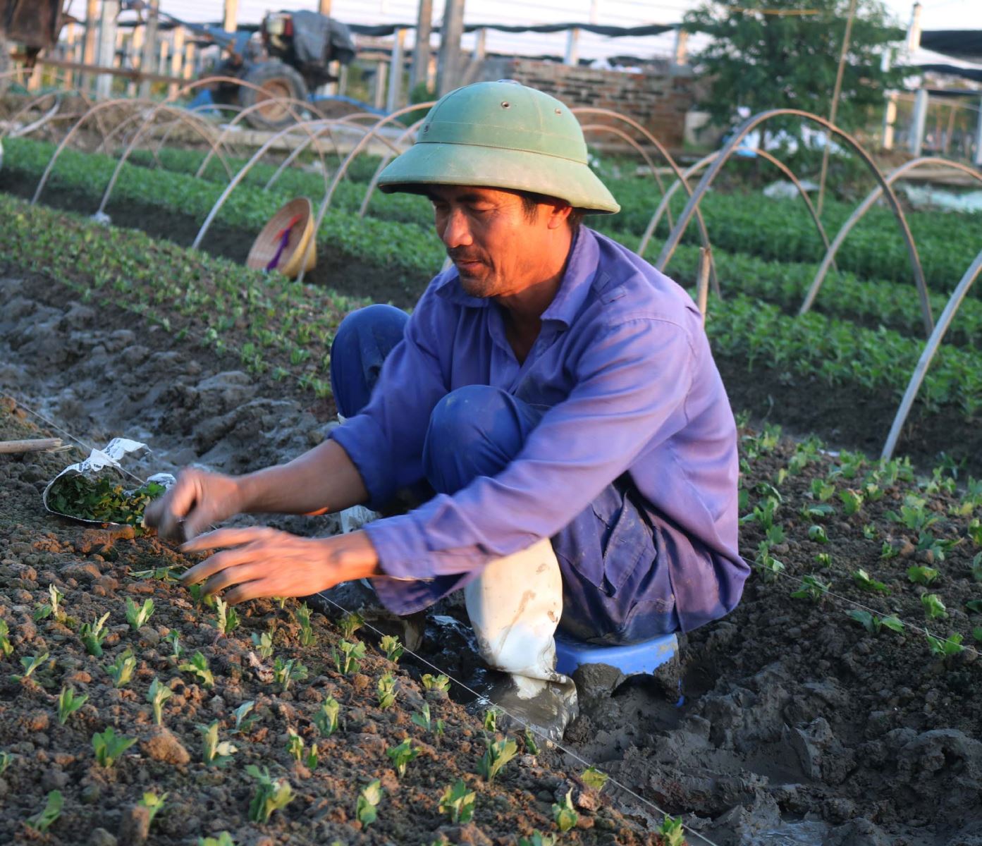 Sản xuất nông nghiệp sạch để nâng cao giá trị  Kinh tế  Cổng thông tin  điện tử tỉnh Thái Nguyên