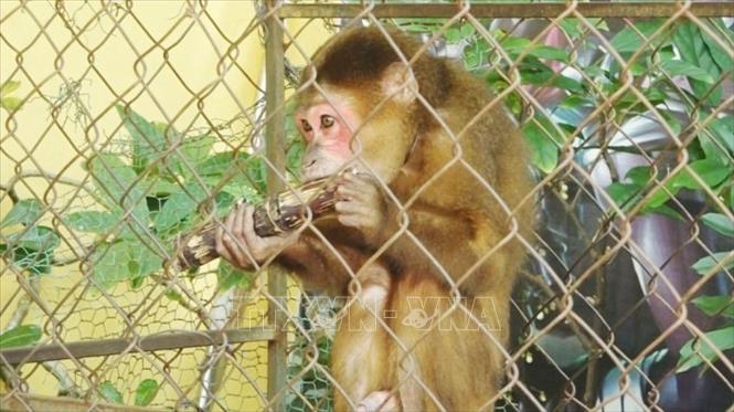Thiên đường khỉ mặt đỏ ở Quảng Bình sẽ khiến bạn không thể rời mắt khỏi bức ảnh đầy mê hoặc này đâu!