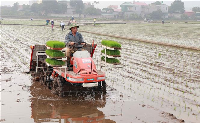 Áp dụng mô hình cấy lúa bằng máy cho năng suất cao  baotintucvn