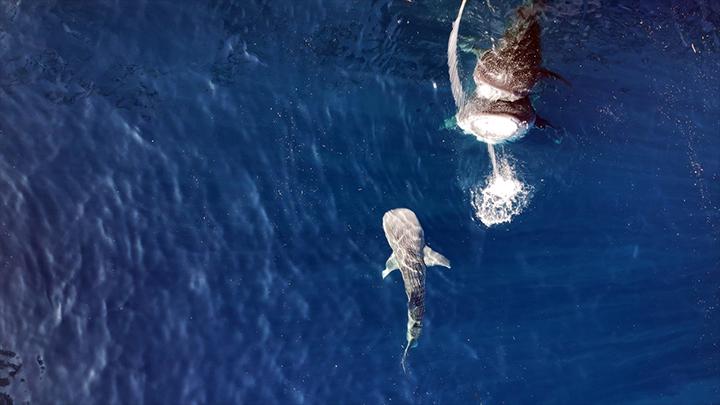 Bước tiến quan trọng trong nghiên cứu cá mập voi toàn cầu