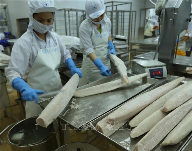 Chế biến sản phẩm cá ngừ đông lạnh xuất khẩu tại nhà máy của Công ty Cổ phần Thủy sản Bình Định. Ảnh: Vũ Sinh/TTXVN