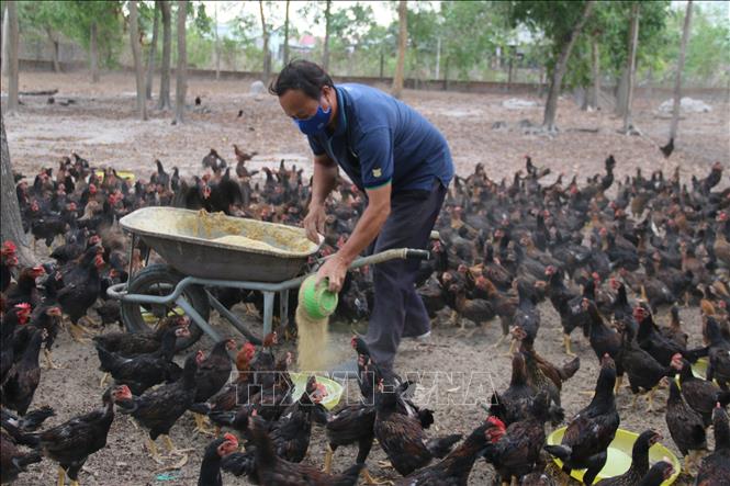 Video Khám phá trang trại nuôi gà chọi lớn nhất nhì Quảng Ngãi  Báo Quảng  Ngãi điện tử