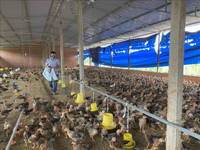 Kỹ thuật nuôi gà đẻ trứng  mang lại hiệu quả kinh tế cao  Nextfarm